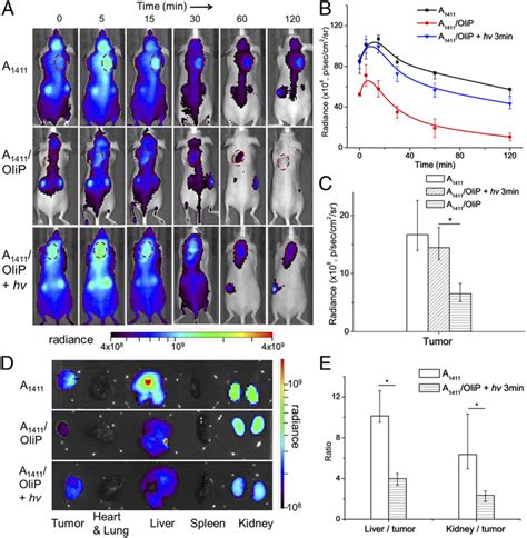 Effect Of Light Triggering Of A Olip On Biodistribution A