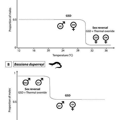 Schematic Representation Of Sex Reversal Characteristics In P