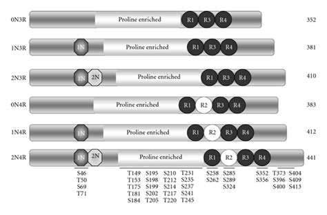 Tau Isoforms In The Human Cns And Identified Gsk Phosphorylation