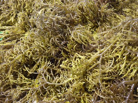 Dried Eucheuma Cottonii Seaweed From Vietnamirish Seamoss High Qualitymsthi Nguyen 84