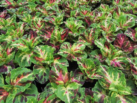 Колеус Red Croton (63 фото) » НА ДАЧЕ ФОТО