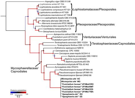 Bayesian Analysis Showing The Phylogenetic Relationships Of Microcyclus