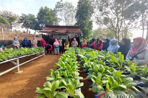 PT Timah Mengembangkan Pertanian Hidroponik Di Pulau Terpencil ANTARA