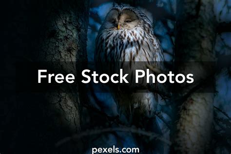 Night Owl People Photos, Download The BEST Free Night Owl People Stock Photos & HD Images