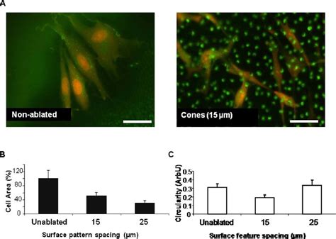 Color Online A Hdfn Cell Morphology Of Nonablated And Ablated R1s9 Pet