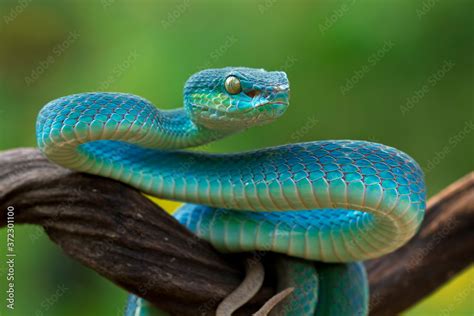 Blue Viper Snake Closeup Face Head Of Viper Snake Blue Insularis