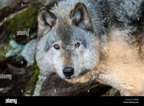 Timber Or Grey Wolf Looking Into The Camera The Background Is Some