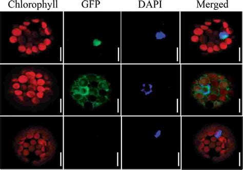 Localization Of OsIG1 GFP Fusion Protein Transiently Expressed In