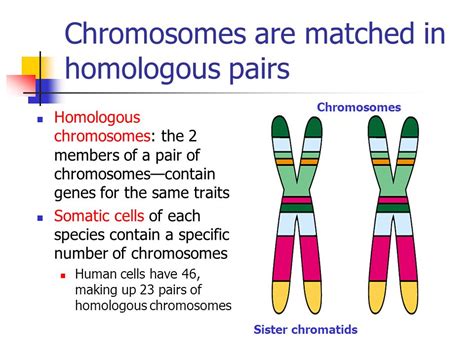 Which Homologous Chromosomes Pairs