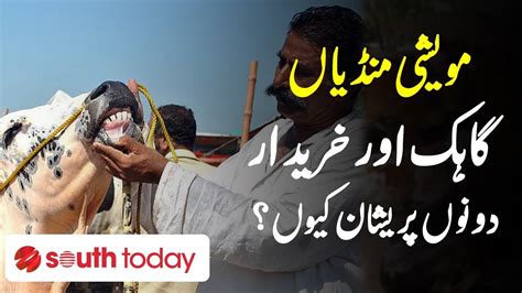 Eid Ul Adha Preparations Multan Cow Mandi Latest Updates Bakra