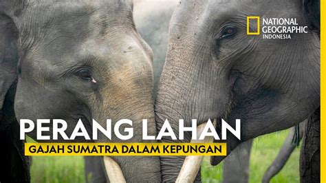 Krisis Habitat Gajah Dan Manusia Dalam Pertarungan Di Sumatra