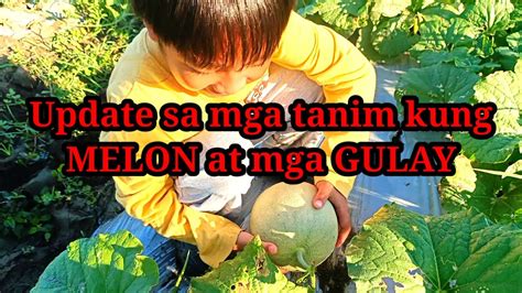 Update Sa Mga Tanim Naming Gulay At Melon YouTube