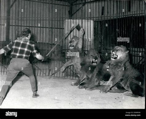 Circus Tamer Lions Banque Dimage Et Photos Alamy