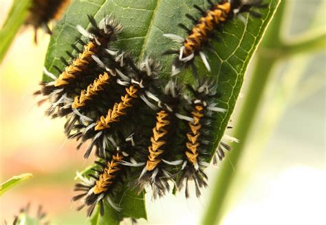 Milkweed Tussock Moth - Travels With Birds