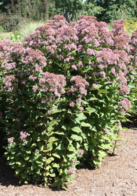 Joe-Pye Weed | UMass Amherst Greenhouse Crops and Floriculture Program