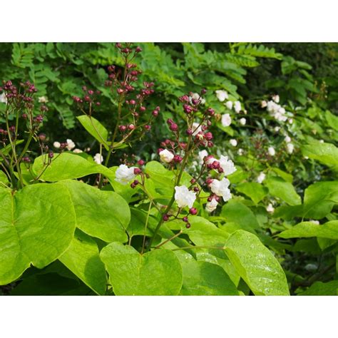 Catalpa Speciosa Pulverulenta Catalpa Panaché