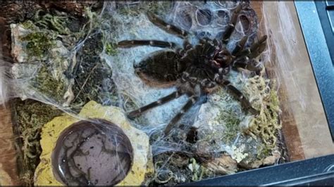 Tarantula Molting Time Lapse Brachypelma Sp Youtube