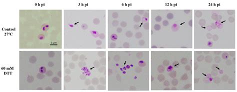 Pathogens Free Full Text Initiated Babesia Ovata Sexual Stages