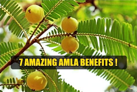 7 Magical benefits of Amla juice fruit and powder