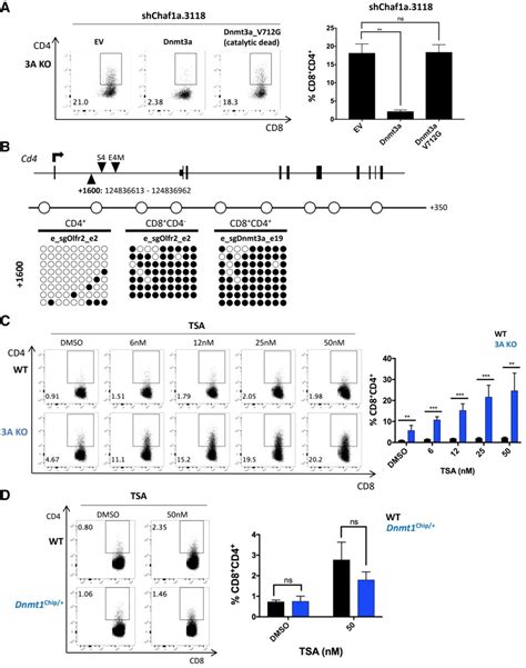 The Histone Chaperone CAF 1 Cooperates With The DNA Methyltransferases