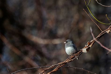 Top Bird Photography Books For Bird Lovers - The Birdy Blog