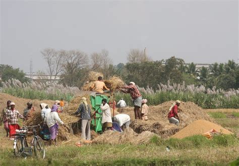 Indias Wheat Pulses Output Seen Rising To Curb Imports Trade The