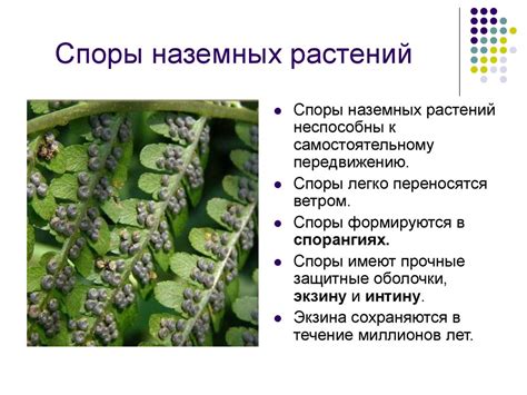 Размножение растений - презентация онлайн