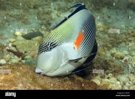 Sohal Surgeonfish Acanthurus Sohal Red Sea Egypt Stock Photo Alamy