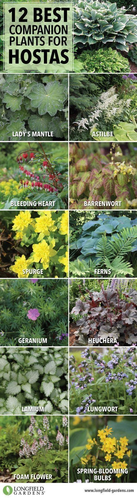 12 Best Companion Plants For Hostas Longfield Gardens Shade Loving