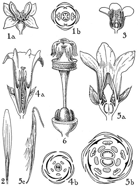 Orders of Oleaceae, Loganiaceae, Gentianaceae, and Apocynaceae ...