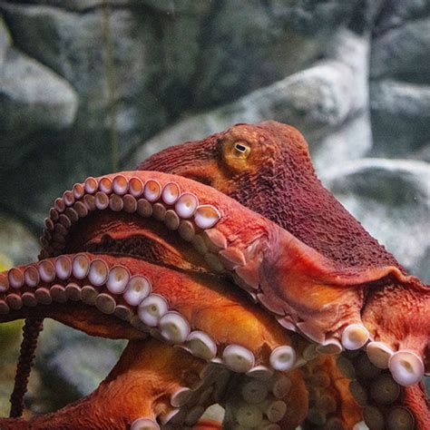 Giant Pacific Octopus | The Zoo Society