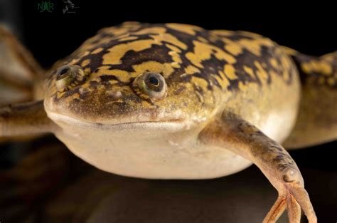 High Resolution Images And Movies Of Xenopus Frogs