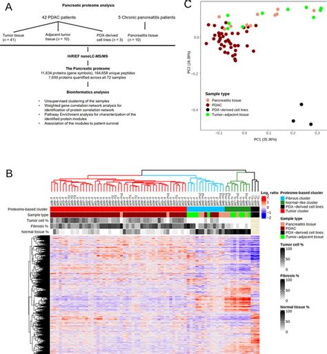 The Pancreas Proteome A The Pancreas Proteome Analyses Workflow B