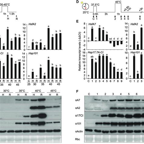 Expression Of Hsfa And Hs Induced Genes At Different Temperature