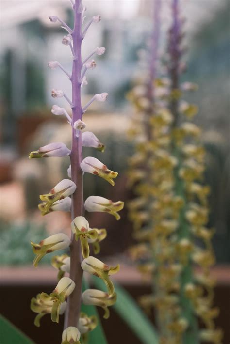 Nabalus albus White fleshy flowers 21036213 Stock Photo at Vecteezy
