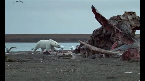 Polar Bears Eating Whales