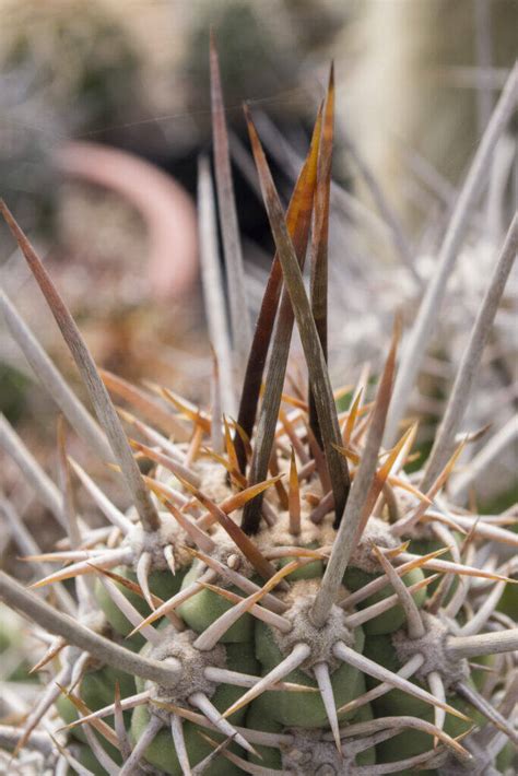 Trichocereus Spine Il Fiore Tra Le Spine