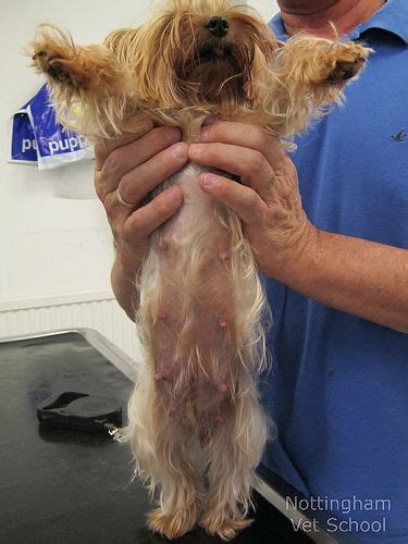 Yorkie Poo Health Issues - Pets Lovers