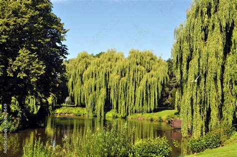 Trauerweiden Am See Stock Foto Adobe Stock