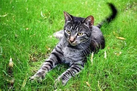 10 Famous Striped Cat Breeds in the World Of 2024