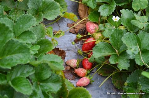 Mahabaleshwar Strawberry Farm Free Visit - eNidhi India Travel Blog