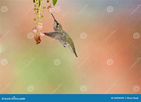 Anna s Hummingbird stock photo. Image of hover, bird - 24050392