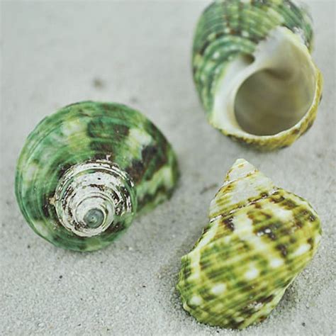 Turbo Brunneus small 5 pack - Simply Shells