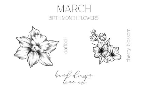 Premium Vector March Birth Month Flowers Daffodil Outline Isolated On White Cherry Blossom