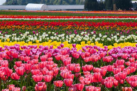 Abbotsford Tulip Festival | MONTECRISTO