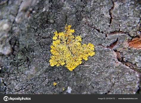 Yellow Fungus On Tree Bark Closeup Stock Photo By Bormok 201534172