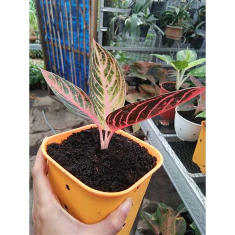 Jual Aglonema Pos Pride Of Sumatra Mutasi Real Pict Shopee Indonesia