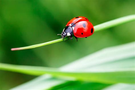 17 Ladybug Facts for Kids that will Amaze You – Facts For Kids