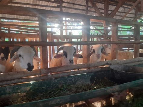 Jual Kambing Domba Kurban 25 Kg Up Di Lapak Mugni Maulana Bukalapak