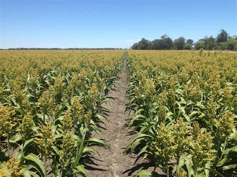 Forage Sorghum — Pine Creek Seed Farm